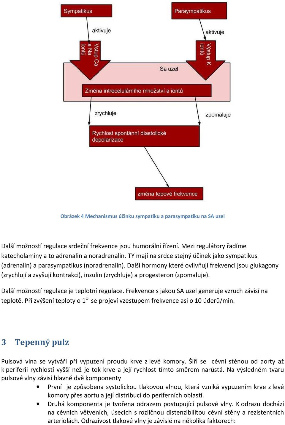 Další hormony které ovlivňují frekvenci jsou glukagony (zrychlují a zvyšují kontrakci), inzulin (zrychluje) a progesteron (zpomaluje). Další možností regulace je teplotní regulace.