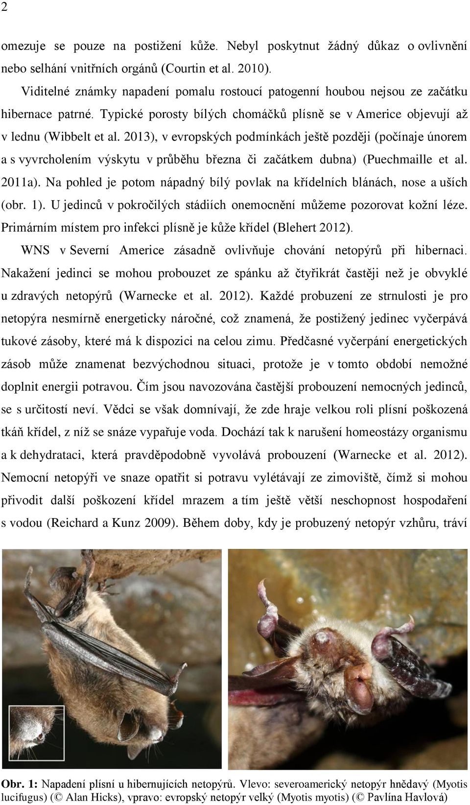 2013), v evropských podmínkách ještě později (počínaje únorem a s vyvrcholením výskytu v průběhu března či začátkem dubna) (Puechmaille et al. 2011a).