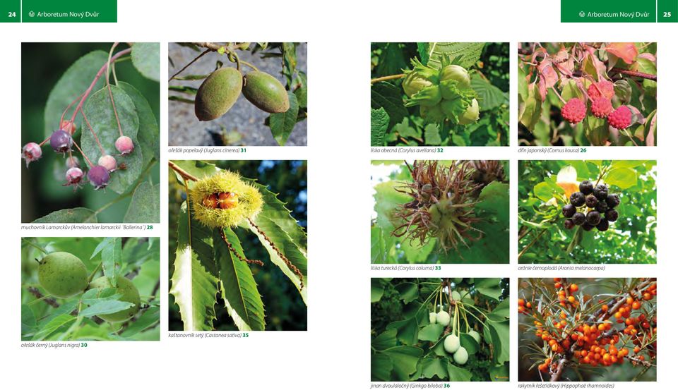 líska turecká (Corylus colurna) 33 arónie černoplodá (Aronia melanocarpa) ořešák černý (Juglans nigra) 30