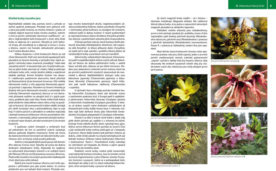 K těm nejranějším patří drobný pěnišník daurický (Rhododendron dauricum), pěnišník raný (Rhododendron praecox) a pěnišník špičatolistý (Rhododendron mucronulatum). Pouze R.