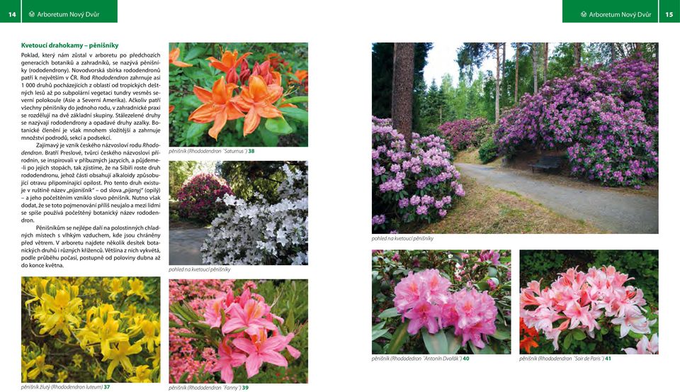 Rod Rhododendron zahrnuje asi 1 000 druhů pocházejících z oblastí od tropických deštných lesů až po subpolární vegetaci tundry vesměs severní polokoule (Asie a Severní Amerika).