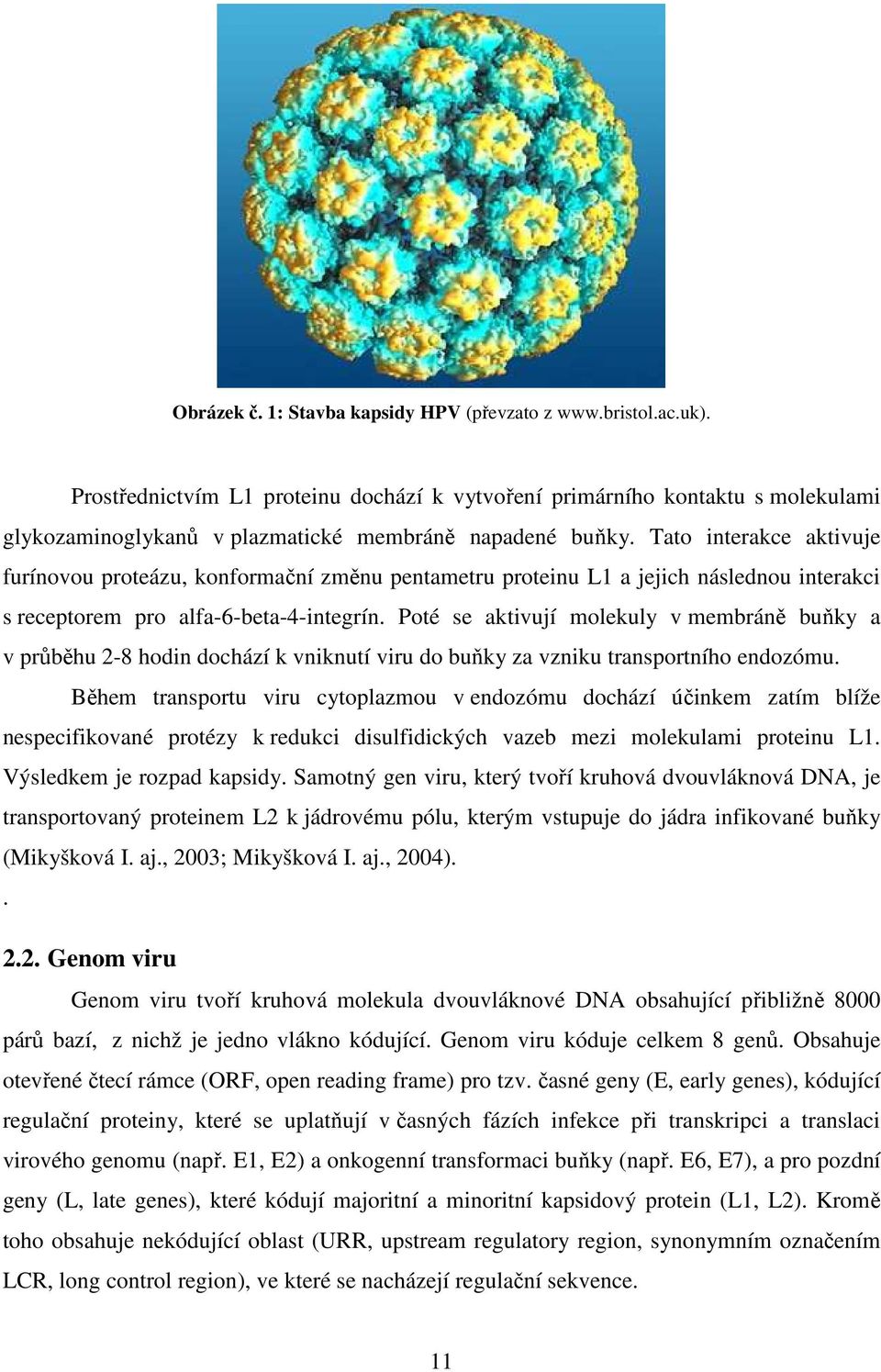 Tato interakce aktivuje furínovou proteázu, konformační změnu pentametru proteinu L1 a jejich následnou interakci s receptorem pro alfa-6-beta-4-integrín.