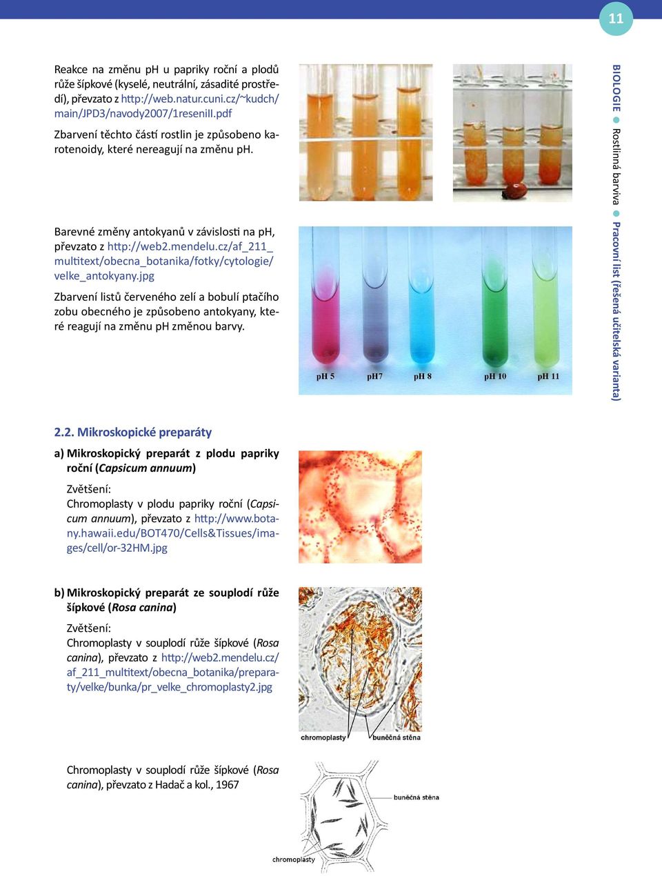 cz/af_211_ multitext/obecna_botanika/fotky/cytologie/ velke_antokyany.jpg Zbarvení listů červeného zelí a bobulí ptačího zobu obecného je způsobeno antokyany, které reagují na změnu ph změnou barvy.