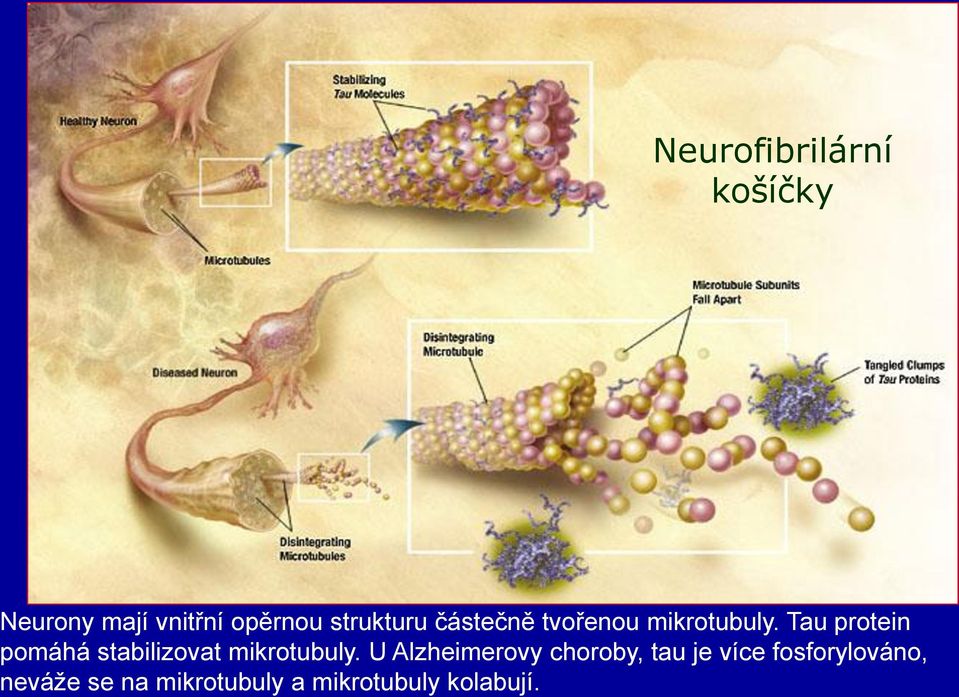 Tau protein pomáhá stabilizovat mikrotubuly.