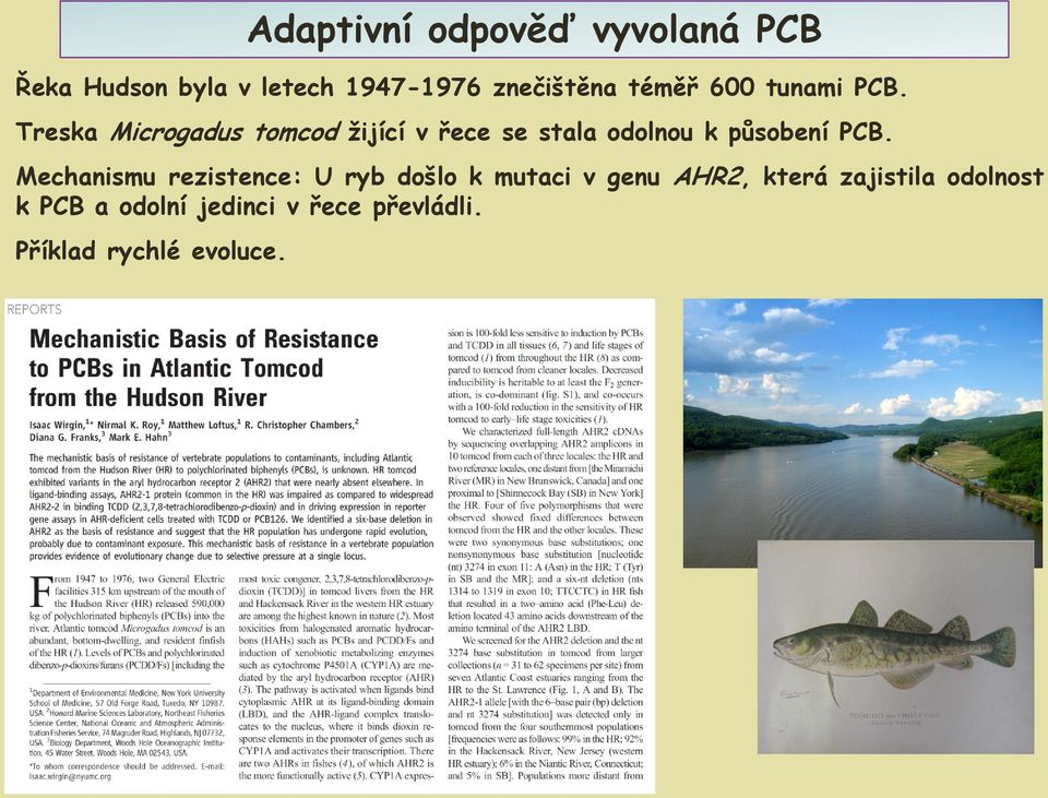 Mechanismu rezistence: U ryb došlo k mutaci v genu AHR2, která zajistila