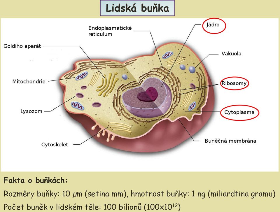 buňky: 1 ng (miliardtina gramu) Počet