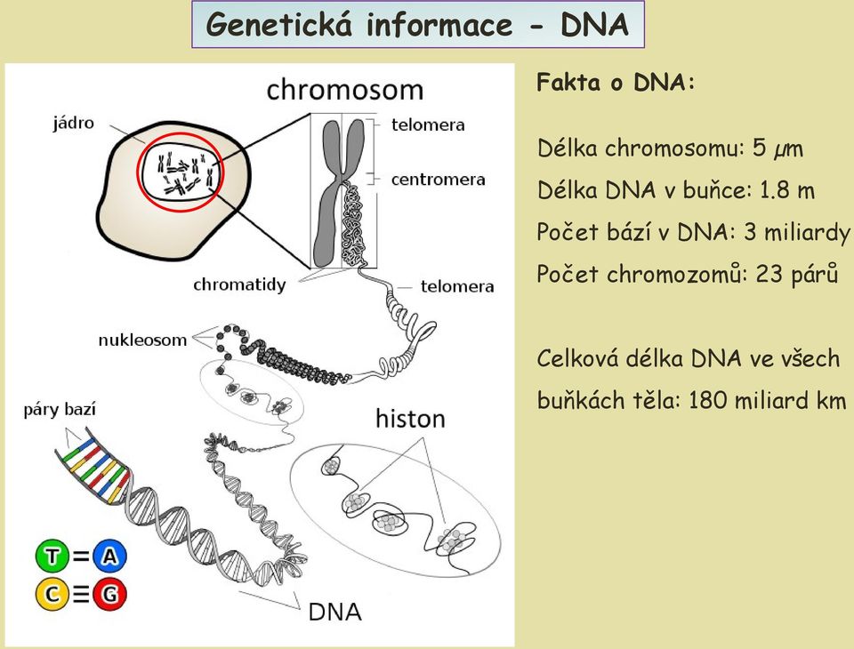 8 m Počet bází v DNA: 3 miliardy Počet