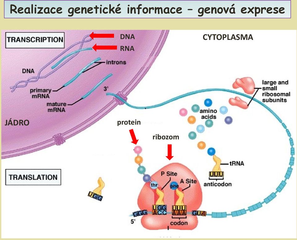 exprese DNA RNA