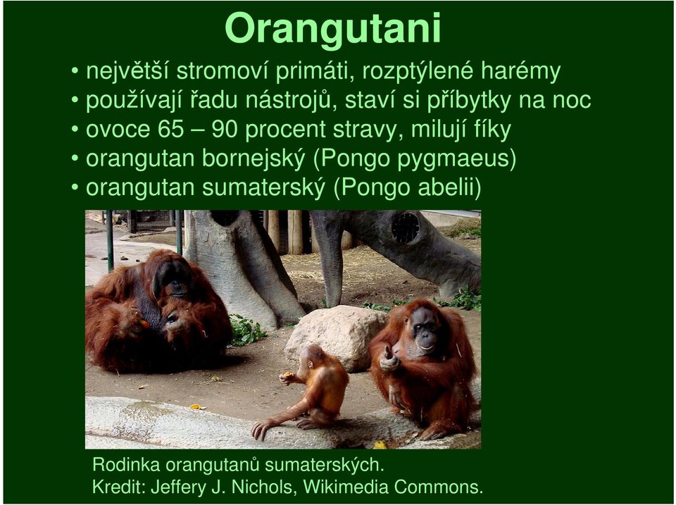 orangutan bornejský (Pongo pygmaeus) orangutan sumaterský (Pongo abelii)
