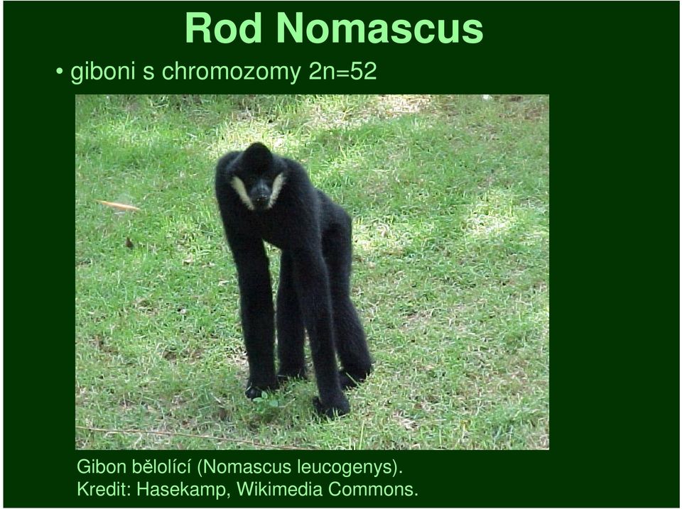 bělolící (Nomascus