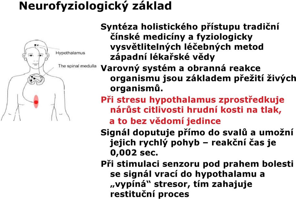 Při stresu hypothalamus zprostředkuje nárůst citlivosti hrudní kosti na tlak, a to bez vědomí jedince Signál doputuje přímo do svalů a