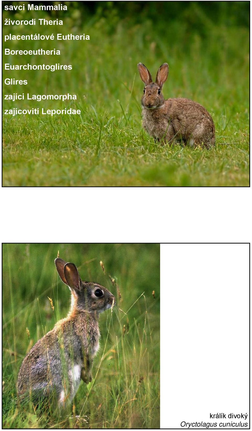 Euarchontoglires Glires zajíci Lagomorpha