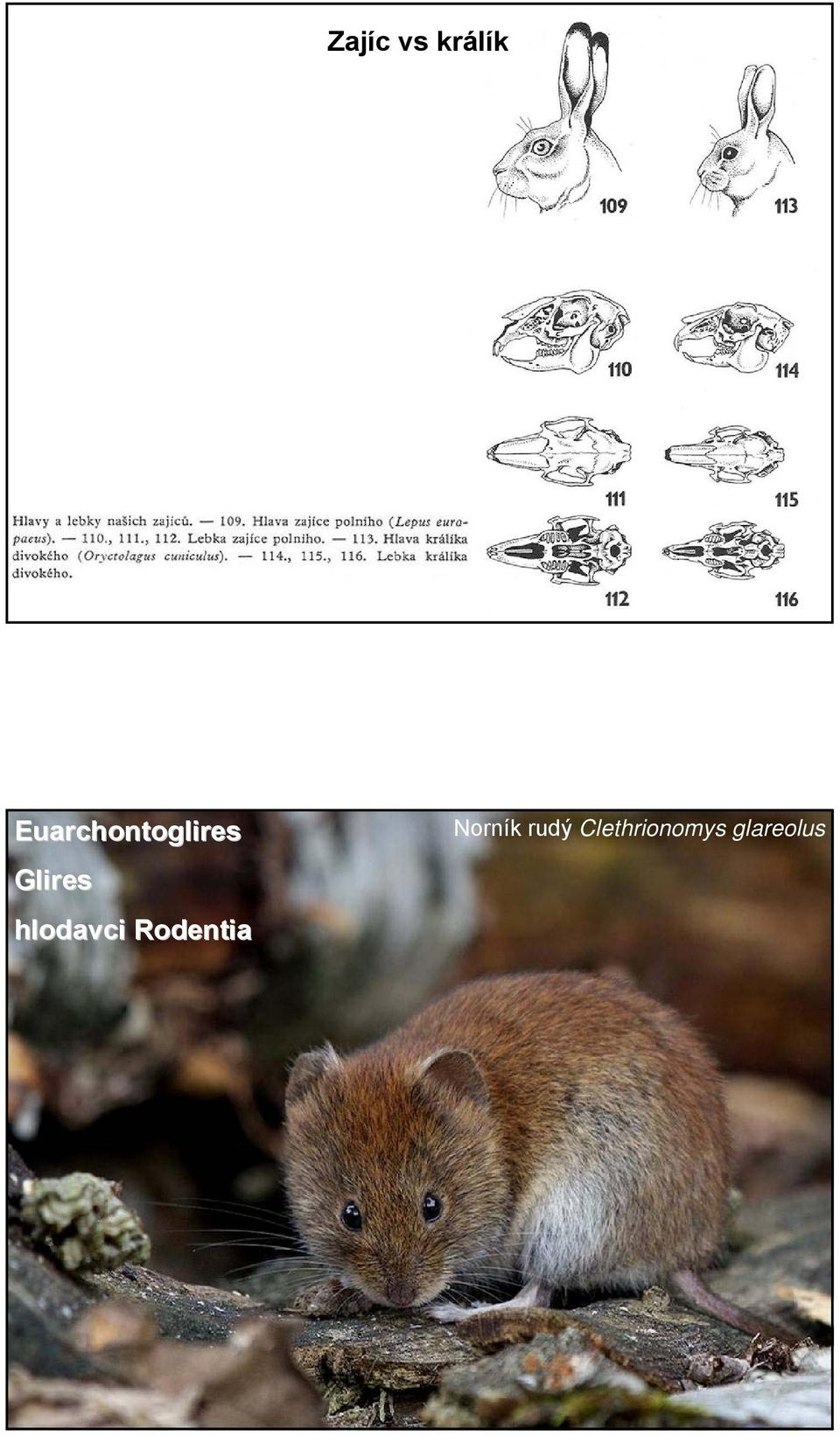 hlodavci Rodentia