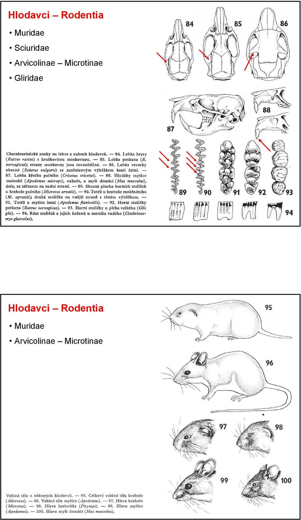 Microtinae Gliridae 