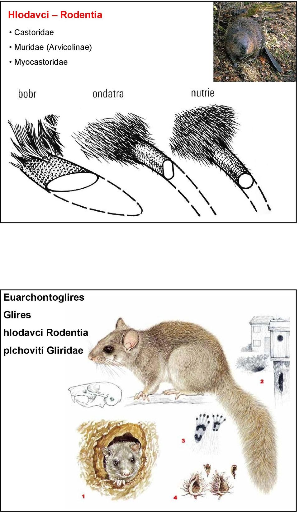 Myocastoridae Euarchontoglires