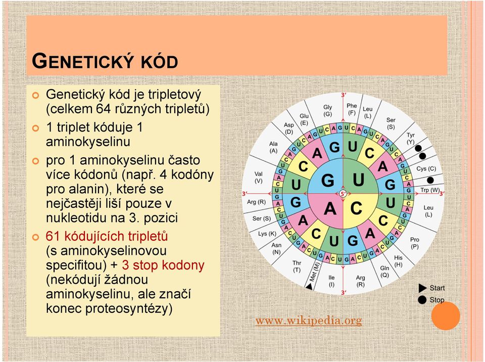 4 kodóny pro alanin), které se nejčastěji liší pouze v nukleotidu na 3.