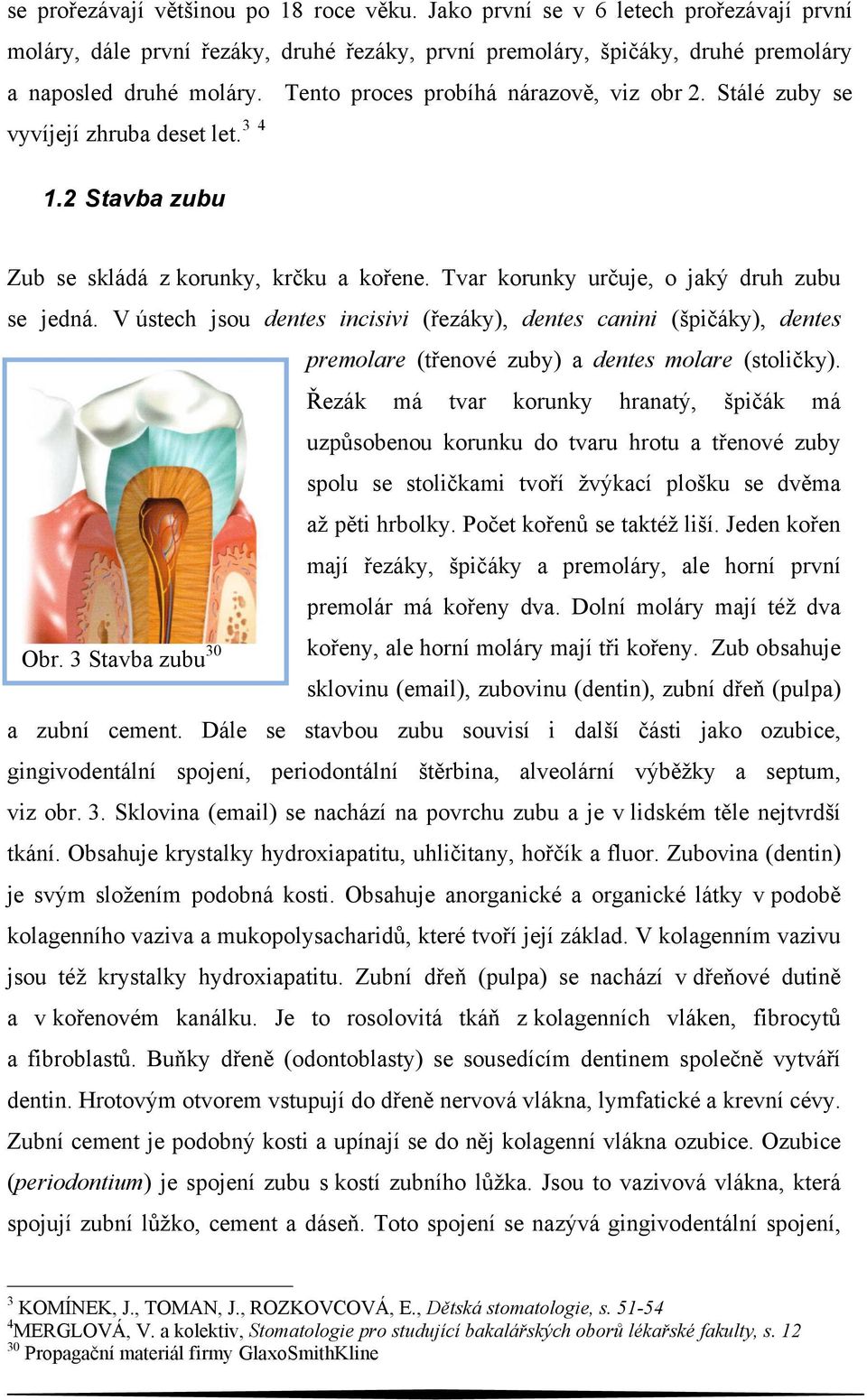 V ústech jsou dentes incisivi (řezáky), dentes canini (špičáky), dentes premolare (třenové zuby) a dentes molare (stoličky).