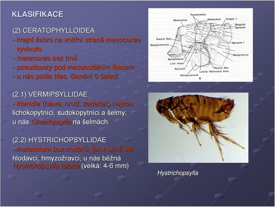 1) VERMIPSYLLIDAE - ktenidia (hlava, hruď,, zadeček) ek) nejsou lichokopytníci, ci, sudokopytníci a šelmy; u nás n