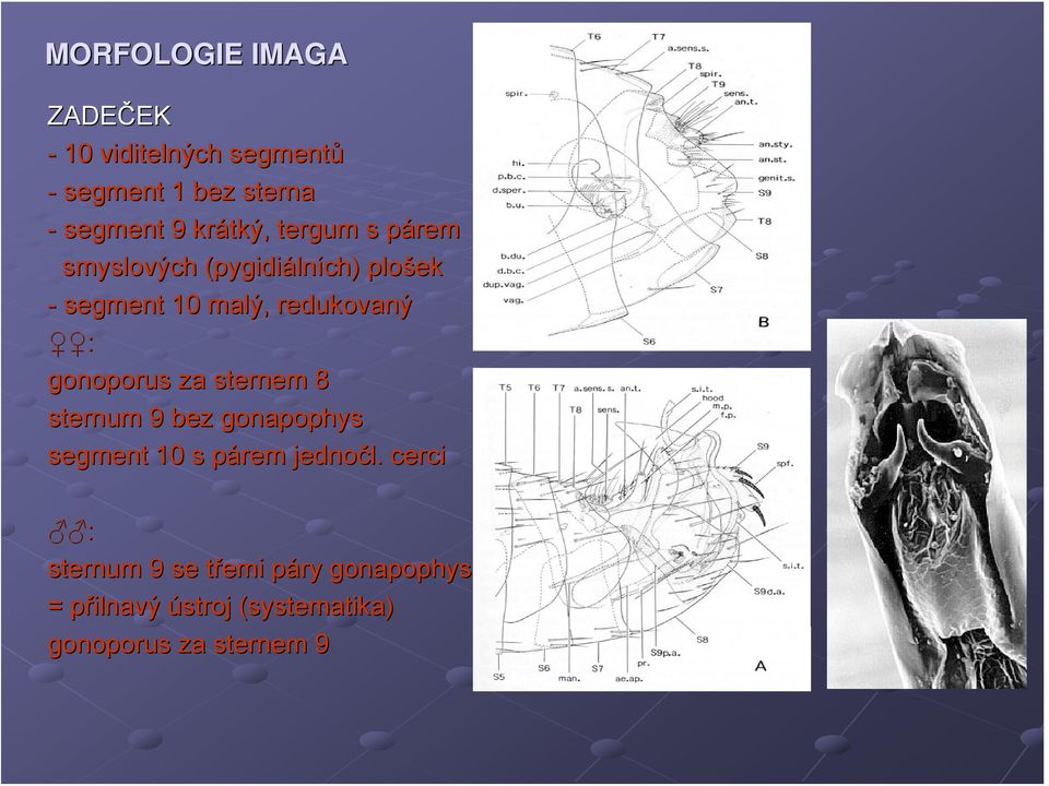 redukovaný : gonoporus za sternem 8 sternum 9 bez gonapophys segment 10 s párem p jednočl.