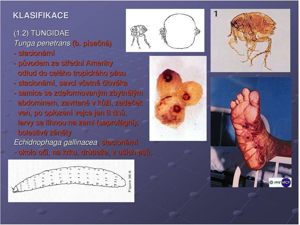 včetnv etně člověka - samice se zdeformovaným zbytnělým abdominem,, zavrtané v kůžk ůži, zadeček ek ven, po oplození vejce