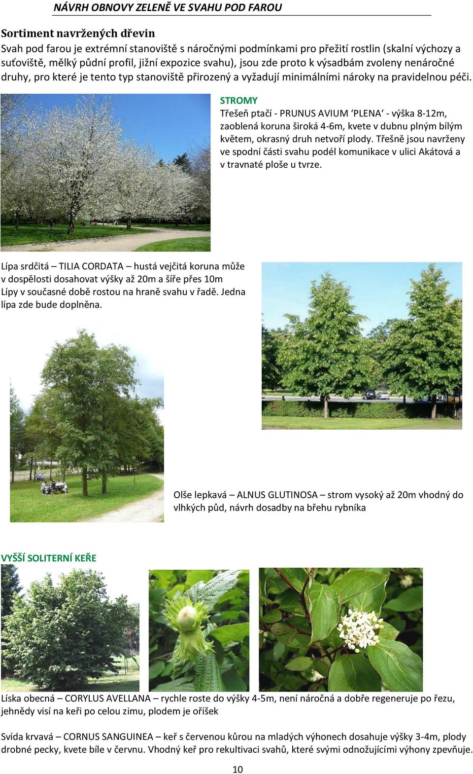 STROMY Třešeň ptačí - PRUNUS AVIUM PLENA - výška 8-12m, zaoblená koruna široká 4-6m, kvete v dubnu plným bílým květem, okrasný druh netvoří plody.