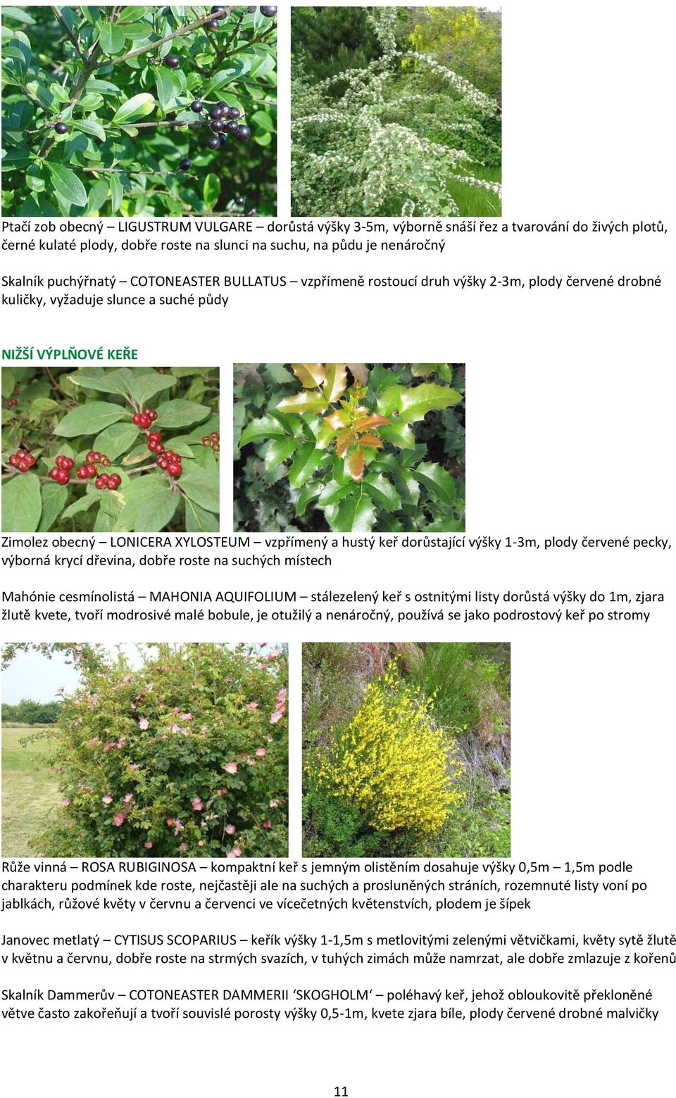 dorůstající výšky 1-3m, plody červené pecky, výborná krycí dřevina, dobře roste na suchých místech Mahónie cesmínolistá MAHONIA AQUIFOLIUM stálezelený keř s ostnitými listy dorůstá výšky do 1m, zjara