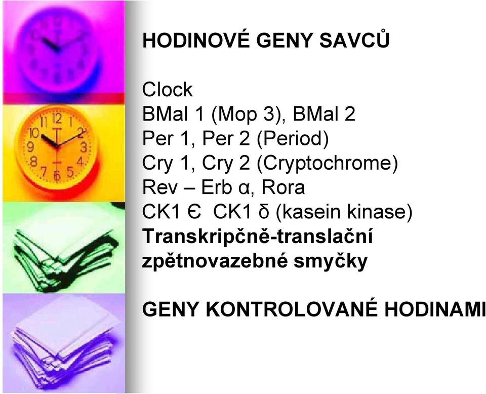 α, Rora CK1 Є CK1 δ (kasein kinase)