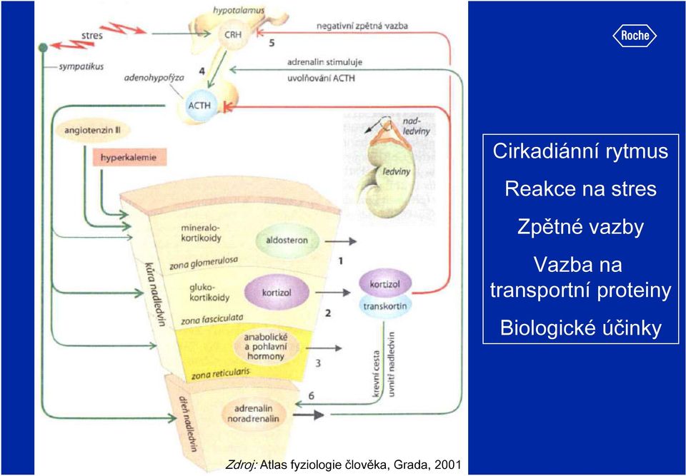 proteiny Biologické účinky Zdroj: