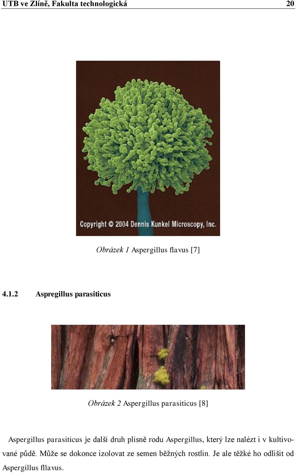 2 Aspregillus parasiticus Obrázek 2 Aspergillus parasiticus [8] Aspergillus