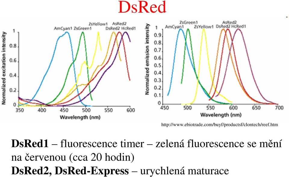 htm DsRed1 fluorescence timer zelená