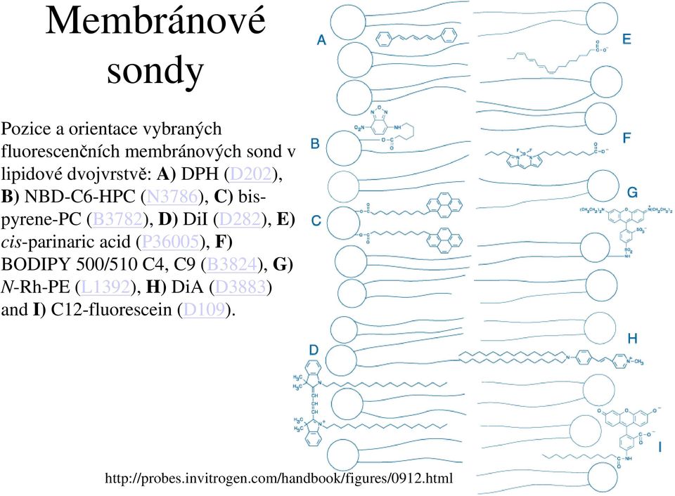 E) cis-parinaric acid (P36005), F) BODIPY 500/510 C4, C9 (B3824), G) N-Rh-PE (L1392), H)