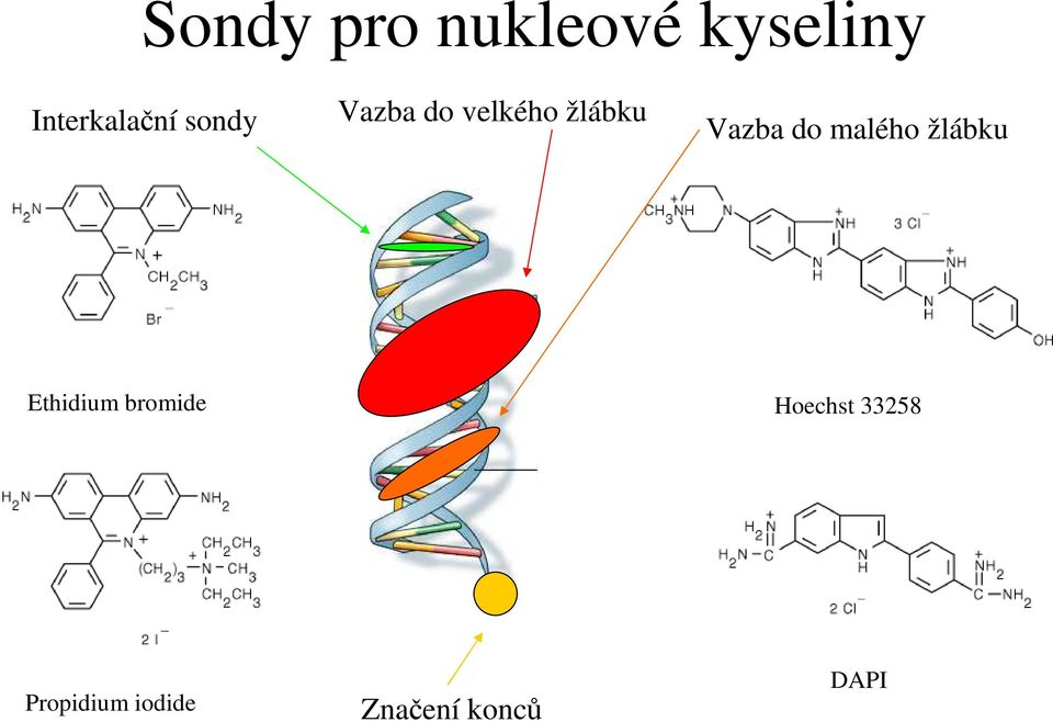 žlábku Vazba do malého žlábku Ethidium