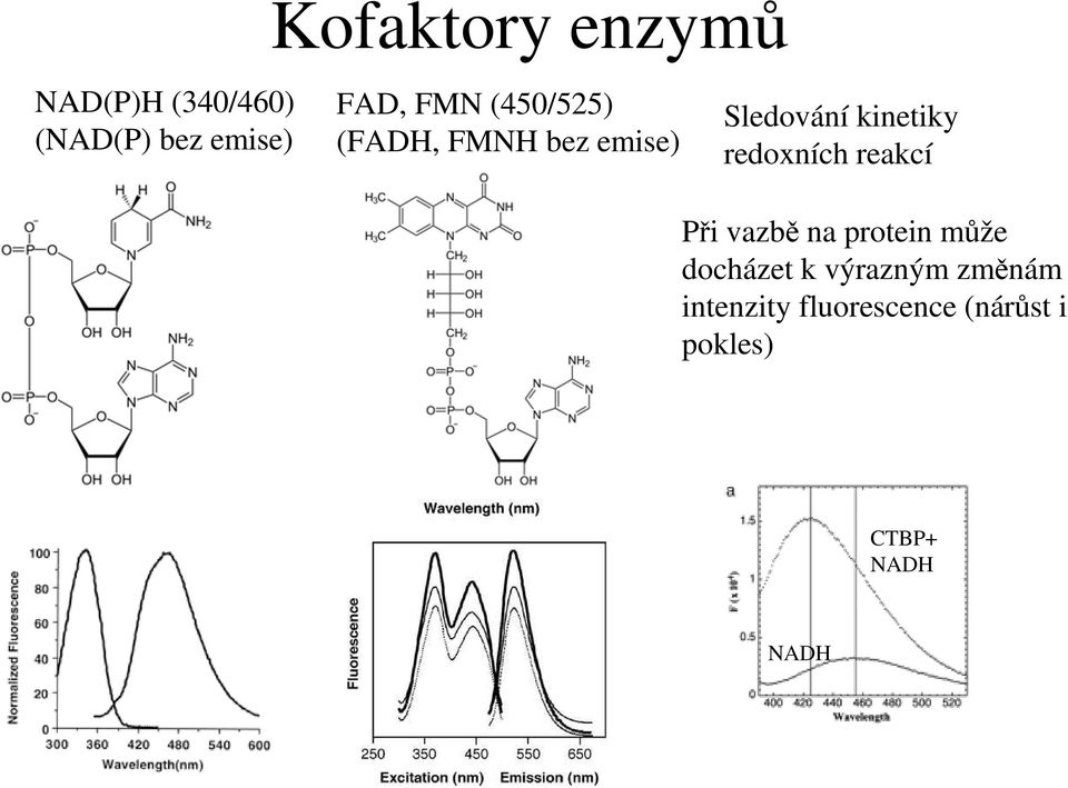 redoxních reakcí Při vazbě na protein může docházet k