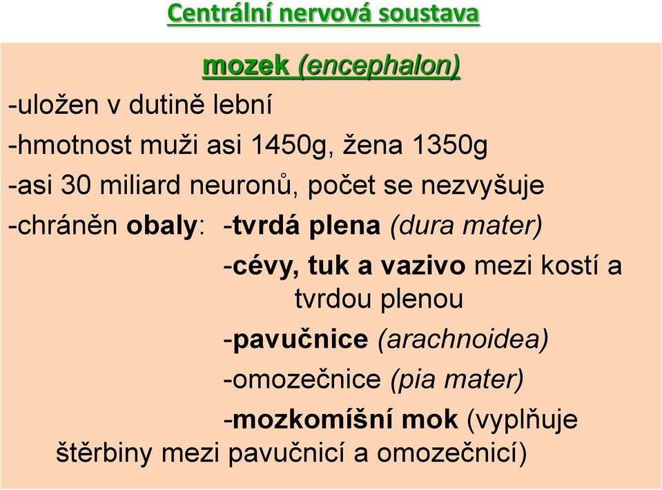 plena (dura mater) -cévy, tuk a vazivo mezi kostí a tvrdou plenou -pavučnice