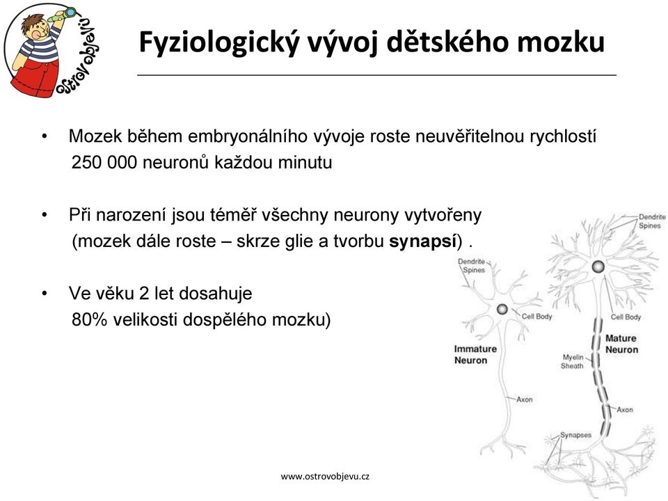 narození jsou téměř všechny neurony vytvořeny (mozek dále roste skrze