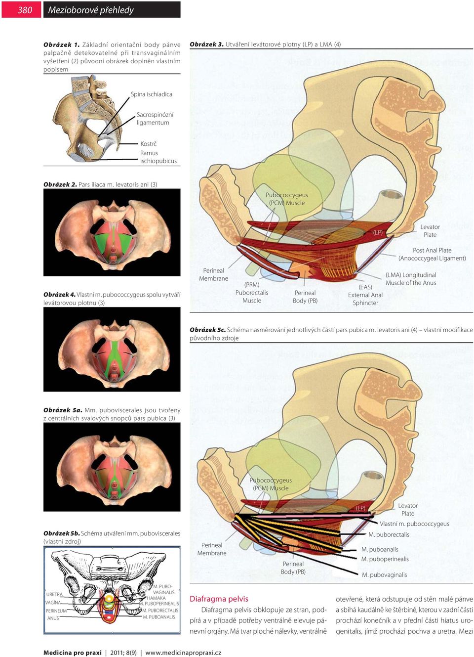 levatoris ani (3) Pubococcygeus (PCM) Muscle (LP) Levator Plate Post Anal Plate (Anococcygeal Ligament) Obrázek 4. Vlastní m.