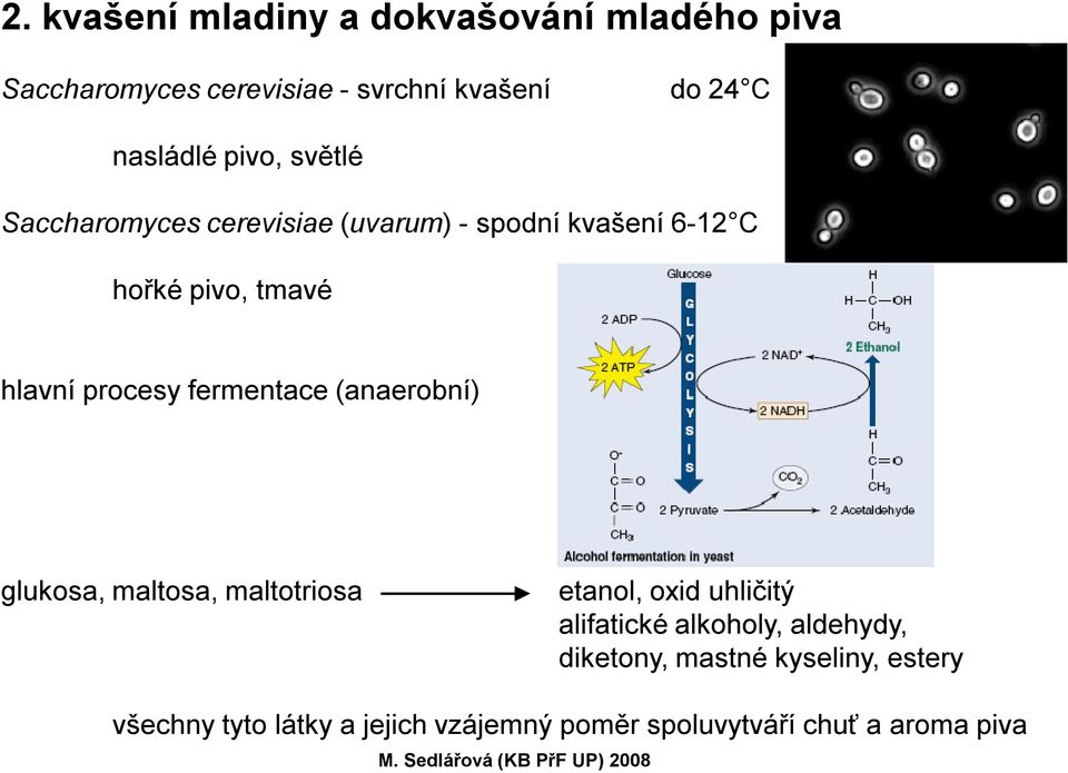 fermentace (anaerobní) glukosa, maltosa, maltotriosa etanol, oxid uhličitý alifatické alkoholy,