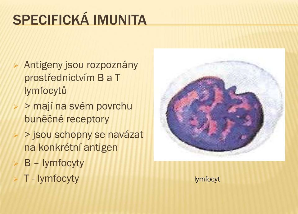 receptory > jsou schopny se navázat na