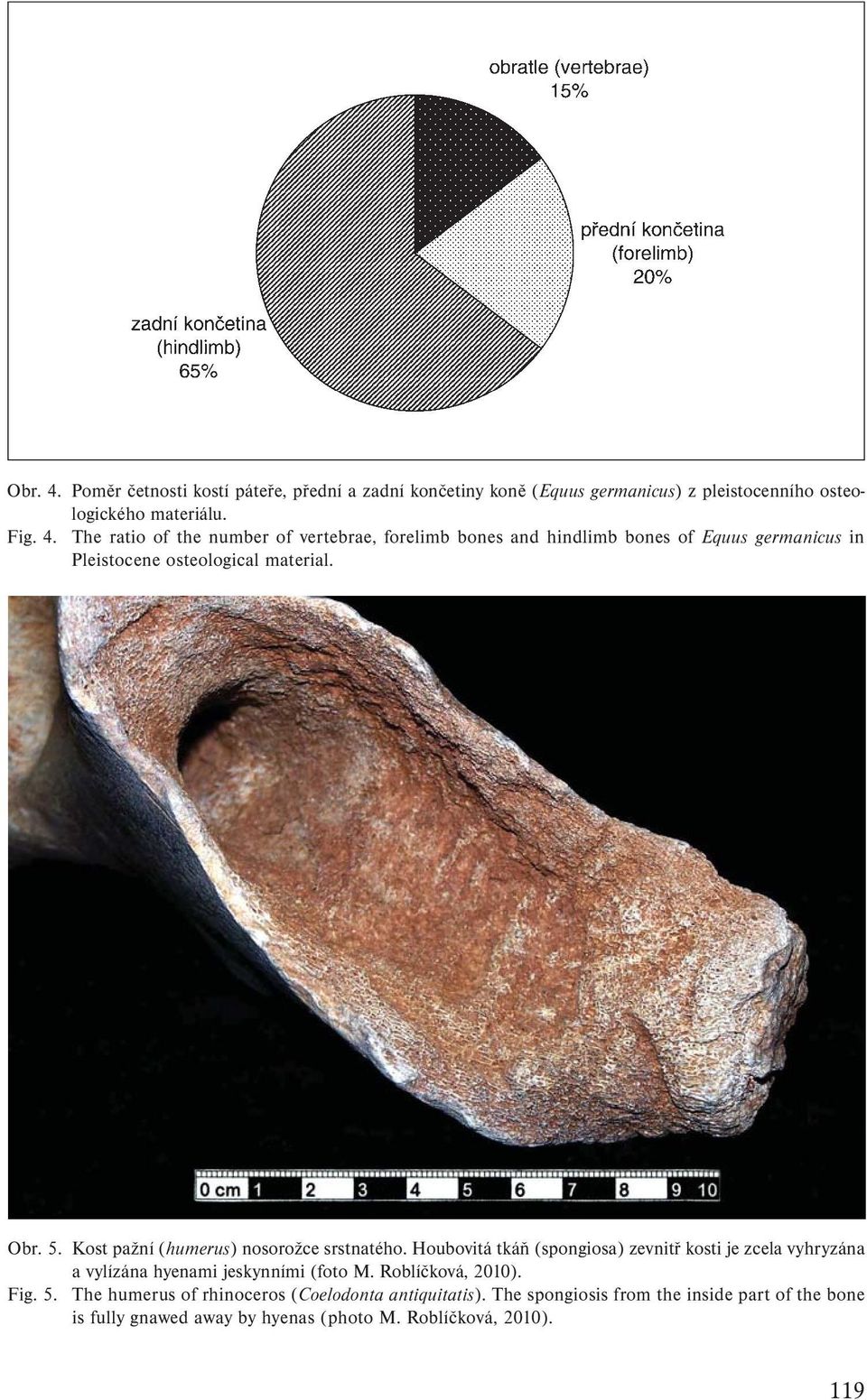 Roblíčková, 2010). Fig. 5. The humerus of rhinoceros (Coelodonta antiquitatis).