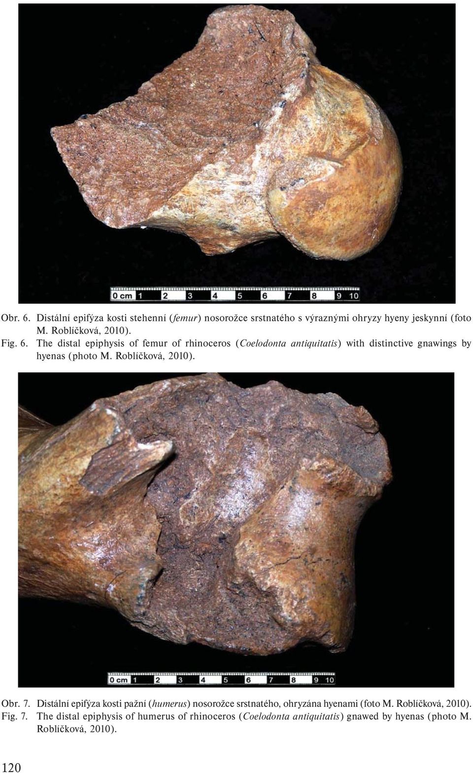 Roblíčková, 2010). Obr. 7. Distální epifýza kosti pažní (humerus) nosorožce srstnatého, ohryzána hyenami (foto M.