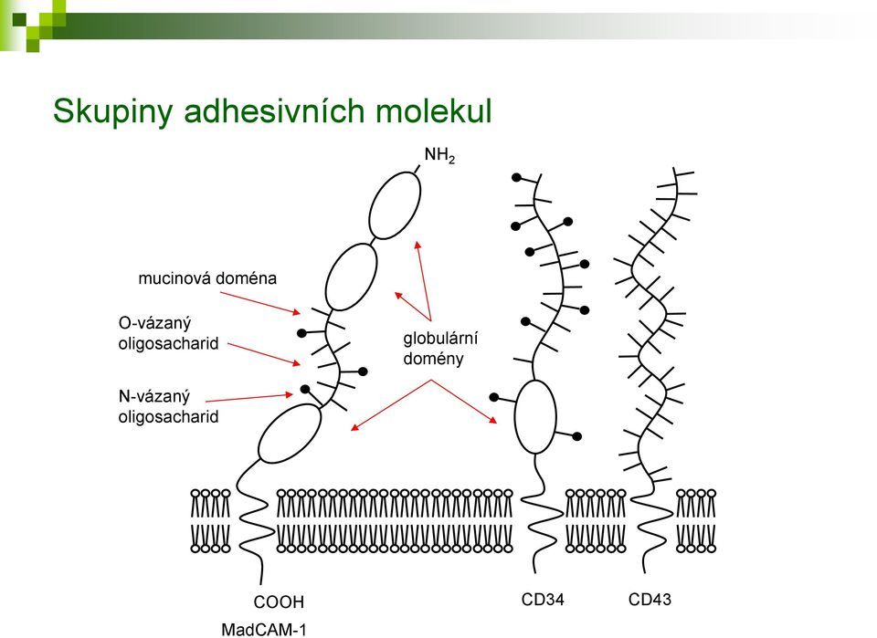 oligosacharid globulární domény