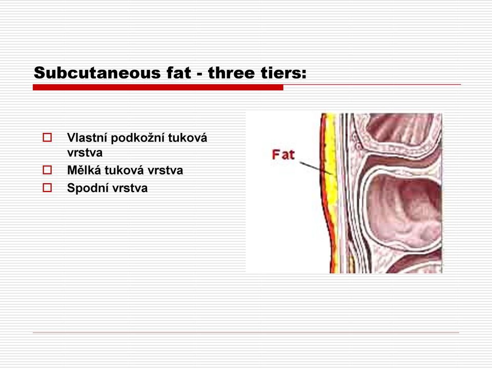 podkožní tuková vrstva
