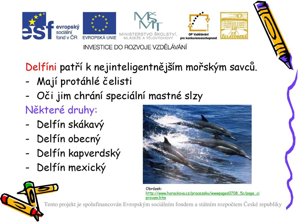 Některé druhy: - Delfín skákavý - Delfín obecný - Delfín kapverdský