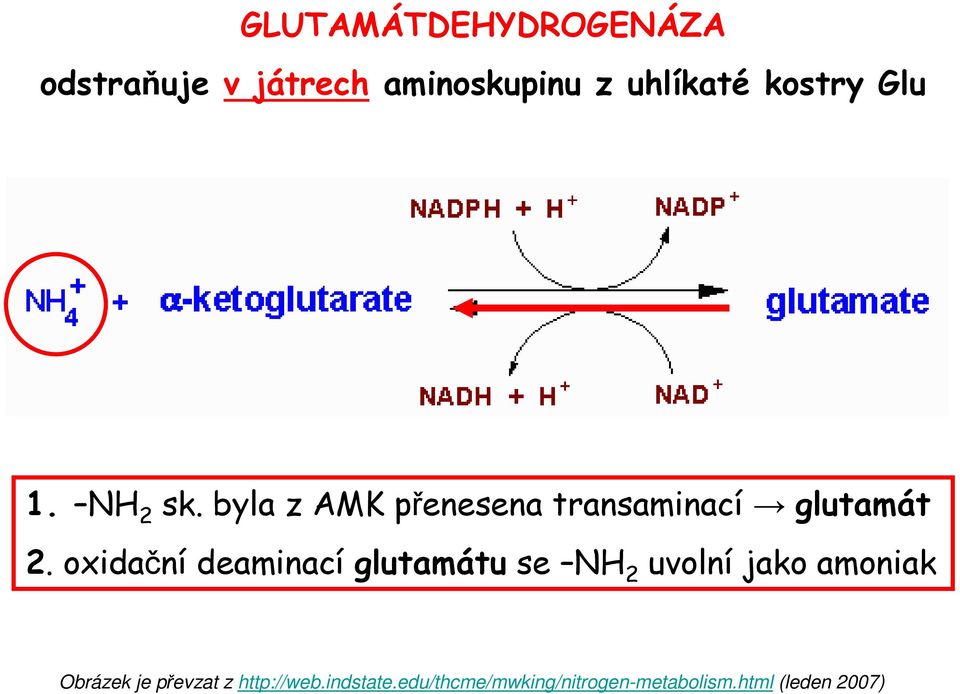 oxidační deaminací glutamátu se NH 2 uvolní jako amoniak Obrázek je