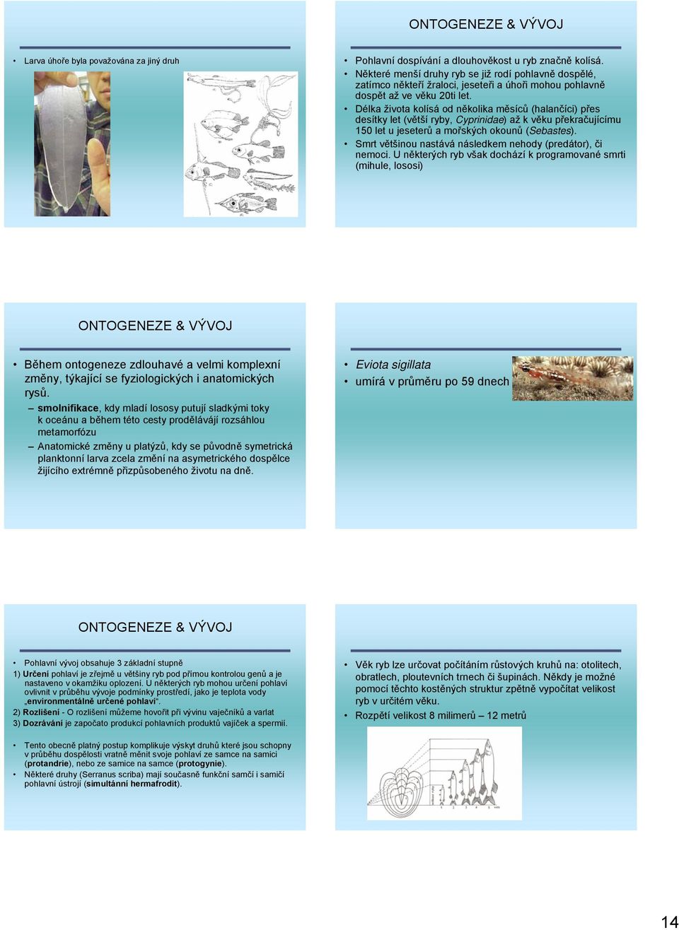 Délka života kolísá od několika měsíců (halančíci) přes desítky let (větší ryby, Cyprinidae) ažkvěku překračujícímu 150 let u jeseterů a mořských okounů (Sebastes).