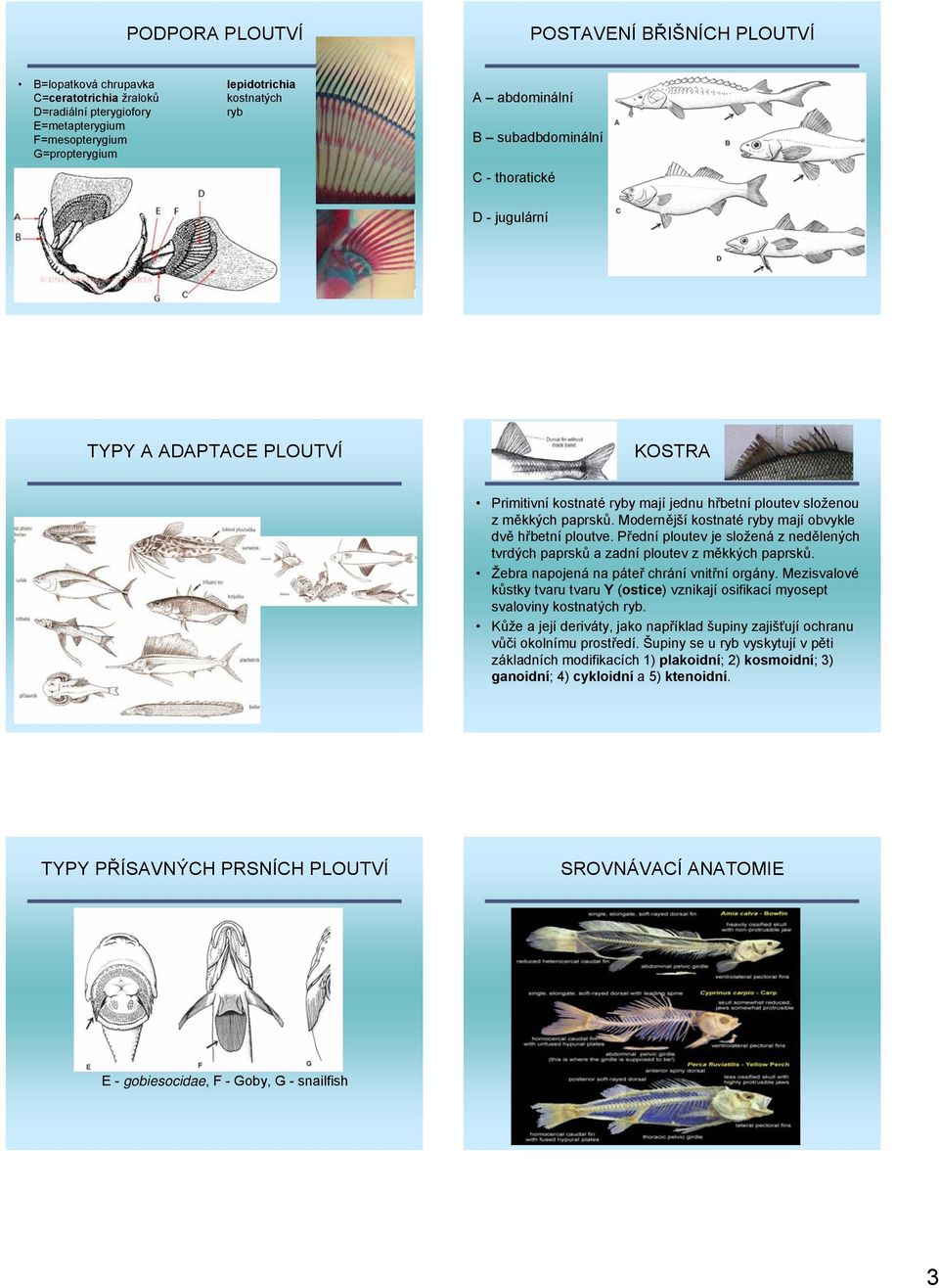 Modernější kostnaté ryby mají obvykle dvě hřbetní ploutve. Přední ploutev je složená z nedělených tvrdých paprsků a zadní ploutev z měkkých paprsků. Žebra napojená na páteř chrání vnitřní orgány.