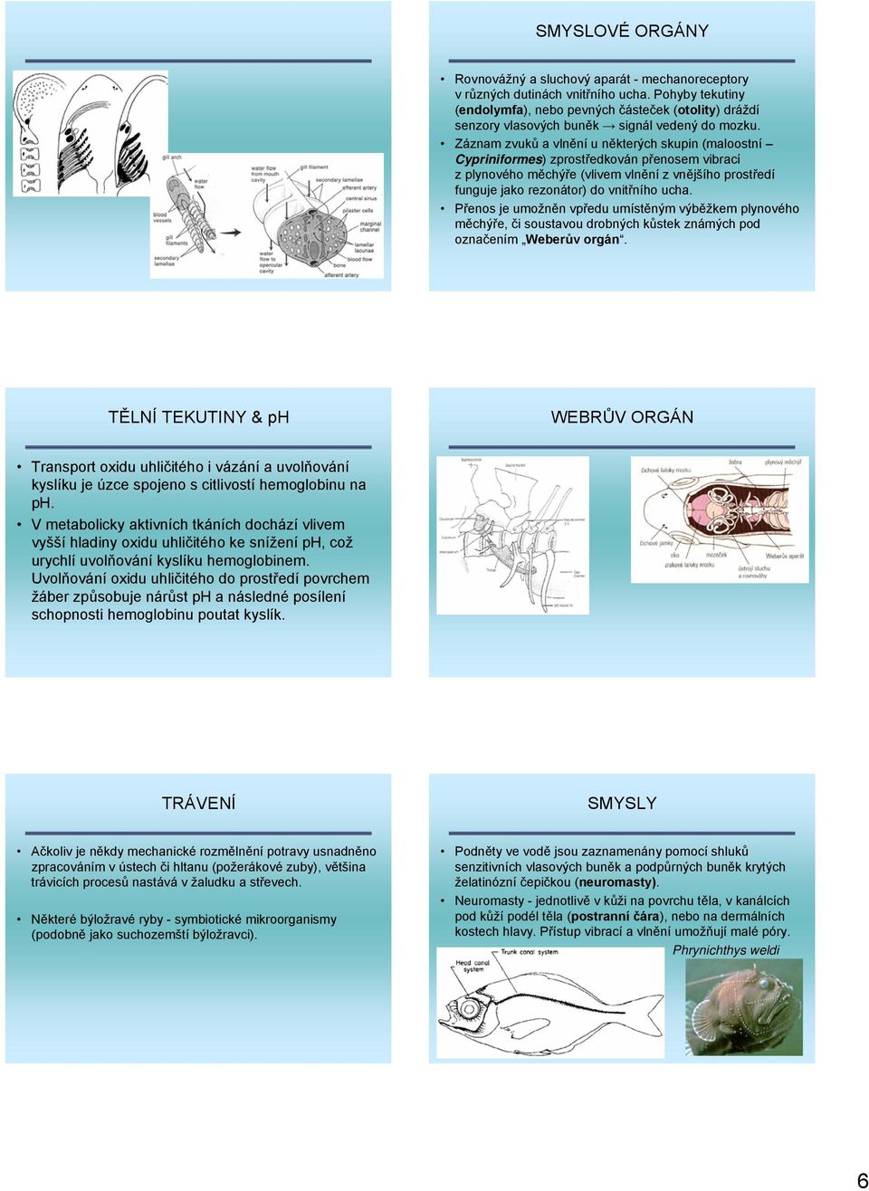 Záznam zvuků a vlnění u některých skupin (maloostní Cypriniformes) zprostředkován přenosem vibrací z plynového měchýře (vlivem vlnění z vnějšího prostředí funguje jako rezonátor) do vnitřního ucha.