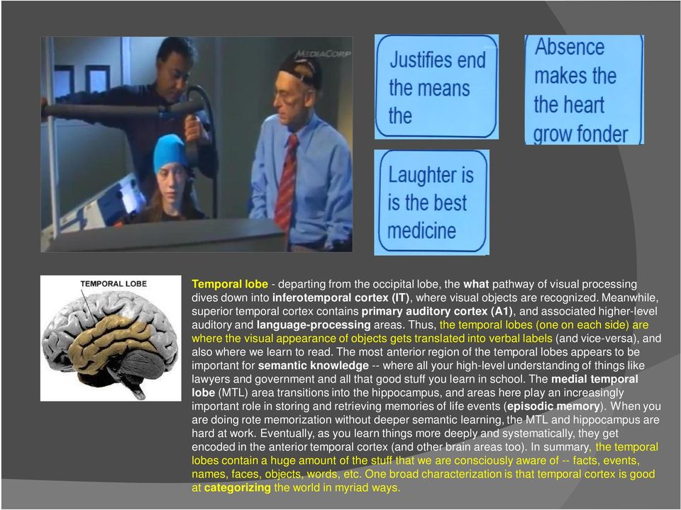 Thus, the temporal lobes (one on each side) are where the visual appearance of objects gets translated into verbal labels (and vice-versa), and also where we learn to read.