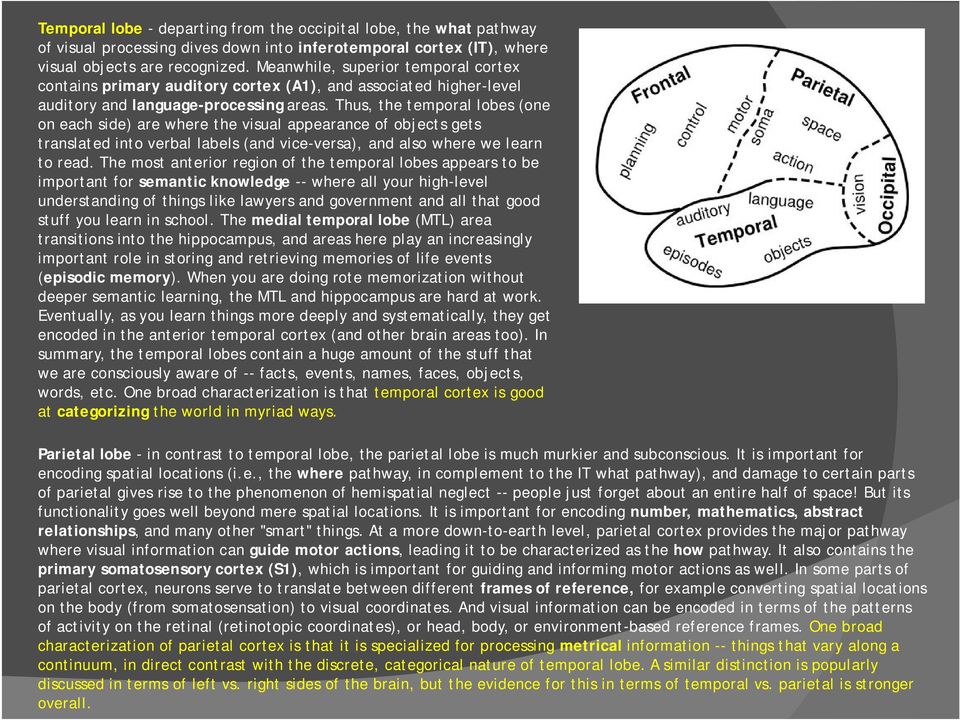 Thus, the temporal lobes (one on each side) are where the visual appearance of objects gets translated into verbal labels (and vice-versa), and also where we learn to read.