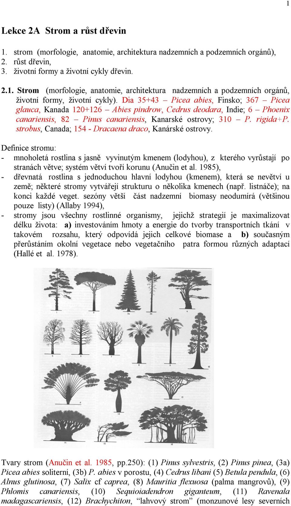 strobus, Canada; 154 - Dracaena draco, Kanárské ostrovy.